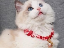 保定拉邦貓價格與相關寵物服務指南