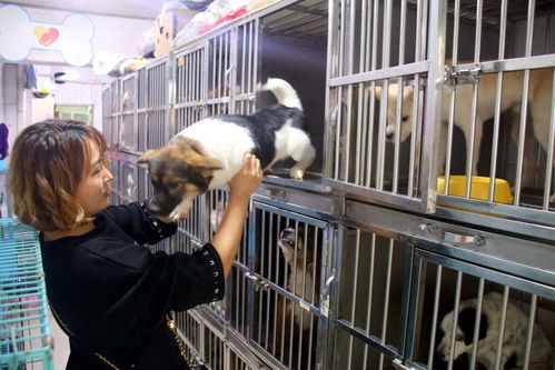 蘇州長假寵物寄養生意火爆，高端服務成新趨勢