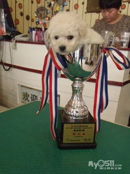 樂狗泰迪 從專業(yè)繁育到精致美容，打造一站式愛犬呵護(hù)體驗