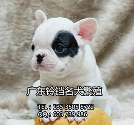 鈴鐺犬舍 專業(yè)繁殖法斗幼犬，上門看狗與全面售后保障的安心之選