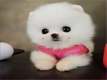 本溪博美犬領養指南 開啟寵物生活新篇章