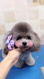 深圳寵物服務新風尚 上門寵物美容，為您的狗狗打造專屬星級體驗